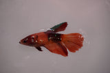 Nemo Koi Galaxy  Halfmoon Female Betta (ID#801-F611) Free2Day SHIPPING