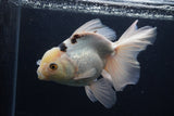 Thai Oranda  Panda 6.5 Inch (ID#1227To6c-105)