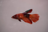 Nemo Koi Galaxy  Halfmoon Female Betta (ID#801-F611) Free2Day SHIPPING