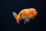 Juvenile Lionchu  Red White 3.5 Inch (ID#1224R11b-14) Free2Day SHIPPING