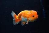 Juvenile Lionchu  Red White 3.5 Inch (ID#1224R11b-14) Free2Day SHIPPING