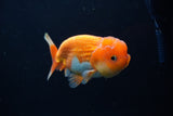 Juvenile Lionchu  Red White 3.5 Inch (ID#1224R11b-14) Free2Day SHIPPING