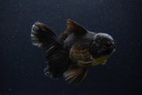 Thai Oranda  Red Black 6 Inch (ID#1231To6c-98)