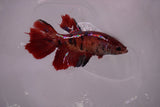 Nemo Koi Galaxy  Halfmoon Female Betta (ID#801-F612) Free2Day SHIPPING