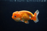 Juvenile Lionchu  Red White 3.5 Inch (ID#1224R11b-14) Free2Day SHIPPING