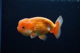 Juvenile Lionchu  Red White 3.5 Inch (ID#1224R11b-14) Free2Day SHIPPING