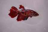 Nemo Koi Galaxy  Halfmoon Female Betta (ID#801-F612) Free2Day SHIPPING