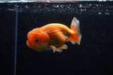 Juvenile Lionchu  Red White 3.5 Inch (ID#1224R11b-14) Free2Day SHIPPING