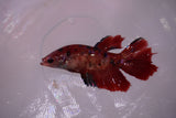 Nemo Koi Galaxy  Halfmoon Female Betta (ID#801-F612) Free2Day SHIPPING