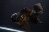 Thai Oranda  Red Black 6 Inch (ID#1231To6c-98)