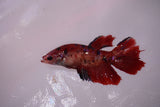 Nemo Koi Galaxy  Halfmoon Female Betta (ID#801-F612) Free2Day SHIPPING