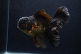 Thai Oranda  Red Black 6 Inch (ID#1231To6c-98)