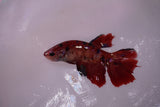 Nemo Koi Galaxy  Halfmoon Female Betta (ID#801-F612) Free2Day SHIPPING