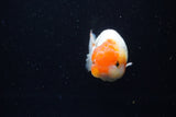 Juvenile Lionchu  Red White 4 Inch (ID#1224R11b-15) Free2Day SHIPPING