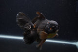 Thai Oranda  Red Black 6 Inch (ID#1231To6c-98)