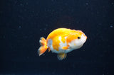 Baby Ranchu  Red White 3 Inch (ID#411R9c-23) Free2Day SHIPPING