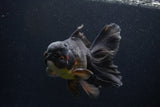 Thai Oranda  Red Black 6 Inch (ID#1231To6c-98)