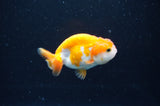 Baby Ranchu  Red White 3 Inch (ID#411R9c-23) Free2Day SHIPPING