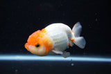 Juvenile Lionchu  Red White 4 Inch (ID#1224R11b-15) Free2Day SHIPPING