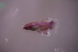 Dumbo Multicolor   Halfmoon Female Betta (ID#801-F613) Free2Day SHIPPING