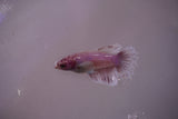 Dumbo Multicolor   Halfmoon Female Betta (ID#801-F613) Free2Day SHIPPING