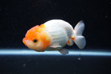 Juvenile Lionchu  Red White 4 Inch (ID#1224R11b-15) Free2Day SHIPPING