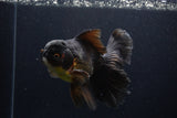 Thai Oranda  Red Black 6 Inch (ID#1231To6c-98)