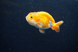 Baby Ranchu  Red White 3 Inch (ID#411R9c-23) Free2Day SHIPPING