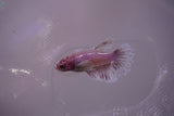 Dumbo Multicolor   Halfmoon Female Betta (ID#801-F613) Free2Day SHIPPING