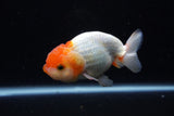 Juvenile Lionchu  Red White 4 Inch (ID#1224R11b-15) Free2Day SHIPPING