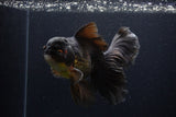 Thai Oranda  Red Black 6 Inch (ID#1231To6c-98)