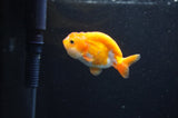 Baby Ranchu  Red White 3 Inch (ID#411R9c-23) Free2Day SHIPPING