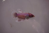 Dumbo Multicolor   Halfmoon Female Betta (ID#801-F613) Free2Day SHIPPING