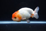 Juvenile Lionchu  Red White 4 Inch (ID#1224R11b-15) Free2Day SHIPPING