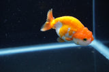 Baby Ranchu  Red White 3 Inch (ID#411R9c-23) Free2Day SHIPPING