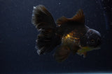 Thai Oranda  Red Black 6 Inch (ID#1231To6c-98)