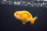 Baby Ranchu  Red White 3 Inch (ID#411R9c-23) Free2Day SHIPPING