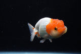 Juvenile Lionchu  Red White 4 Inch (ID#1224R11b-15) Free2Day SHIPPING