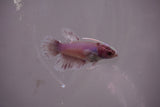 Dumbo Multicolor   Halfmoon Female Betta (ID#801-F613) Free2Day SHIPPING