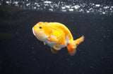Baby Ranchu  Red White 3 Inch (ID#411R9c-23) Free2Day SHIPPING