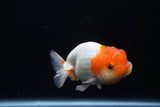 Juvenile Lionchu  Red White 4 Inch (ID#1224R11b-15) Free2Day SHIPPING