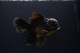 Thai Oranda  Red Black 6 Inch (ID#1231To6c-98)