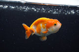 Baby Ranchu  Red White 3 Inch (ID#411R9c-23) Free2Day SHIPPING