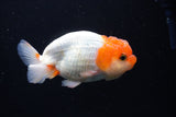 Juvenile Lionchu  Red White 4 Inch (ID#1224R11b-15) Free2Day SHIPPING