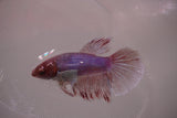 Dumbo Multicolor   Halfmoon Female Betta (ID#801-F614) Free2Day SHIPPING