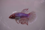 Dumbo Multicolor   Halfmoon Female Betta (ID#801-F614) Free2Day SHIPPING