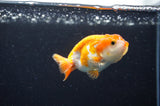 Baby Ranchu  Red White 3 Inch (ID#411R9c-23) Free2Day SHIPPING