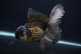 Thai Oranda  Panda 5.5 Inch (ID#1231To6c-99)