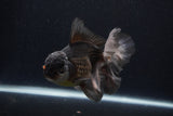 Thai Oranda  Panda 5.5 Inch (ID#1231To6c-99)