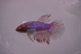 Dumbo Multicolor   Halfmoon Female Betta (ID#801-F614) Free2Day SHIPPING